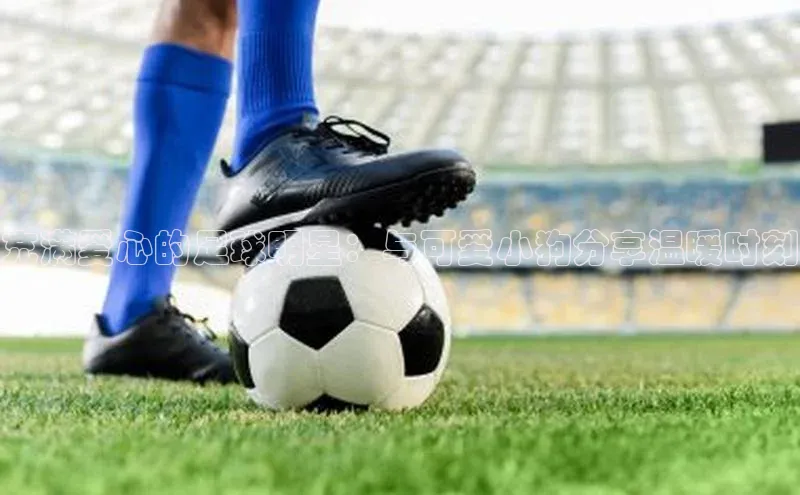 星空app登录入口官网路畅科技充满爱心的足球明星：与可爱小狗分享温暖时刻